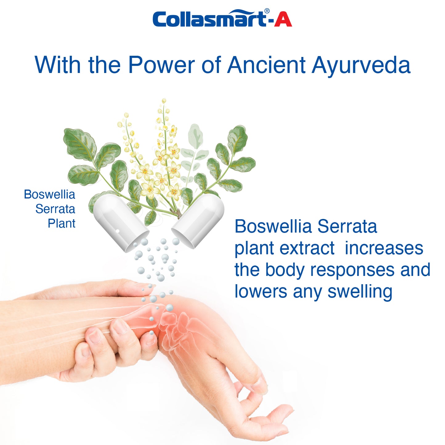 Collasmart-A UC-II Undenatured Type 2 Collagen with Plant Extract - Aflapin (Boswellia Serrata)